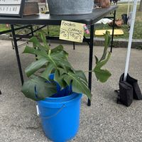 Monstera cuttings   at Portsmouth Farmers' Market in Portsmouth