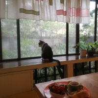 Resident cat in the tatami room at Time 1939 - 時光 in Hualien