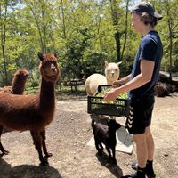   at Agriturismo Vita da Pacos bioparco sociale merenderia ludoteca in Fano