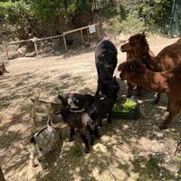   at Agriturismo Vita da Pacos bioparco sociale merenderia ludoteca in Fano