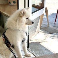 dog friendly :) at Home Taste Jia in Kiel