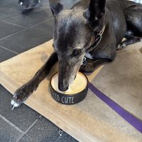 Dog friendly vegan pupacino   at Archie AM PM in Carseldine