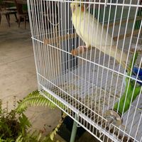 budgie bird! 🦜  at Plantable in Chiang Mai