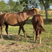 Hope and Joy   at Dominion Farm Sanctuary  in Fairhope
