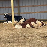 Cows who were rescued   at Dominion Farm Sanctuary  in Fairhope