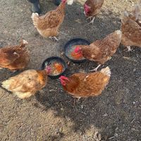 Chickens getting fed   at Dominion Farm Sanctuary  in Fairhope