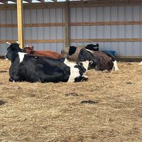 Cows   at Dominion Farm Sanctuary  in Fairhope
