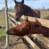 Hope and Joy the horses  at Dominion Farm Sanctuary  in Fairhope
