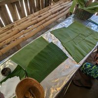 Banana leafs at Kaya Itals  in Busua