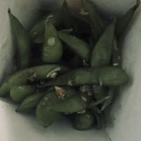 Edamame   at Bloom in Globe
