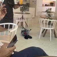 Dog who wandered in and was enjoying cool floor   at Encci Carvoiera in Carvoeiro