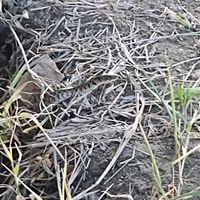 Snakes 🐍 chasing frogs 🐸 in the rice fields at Nghe Coffee in Hoi An