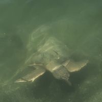   at Dalyan Ceyhan Restaurant in Mugla