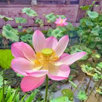 Lotus pond garden 🪷  at Lala and Lili Warung in Gianyar