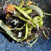 Blomkålsflan med ristede blomkål, crudité af asparges, saltede hasselnødder og syltede tomate. Pris kr. 189,00z   at Louisiana Café in Humlebaek