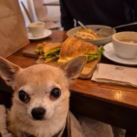 Dog friendly 🥰 at GAL Cafe in Lisbon