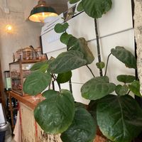  at Pan y Pepinillos Café in Madrid