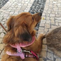 Luninha veio almoçar at Verde Hut in Porto