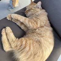 The resident house kitty 💚  at The Noverian Bios Santorini, Vegan Boutique Hotel in Santorini