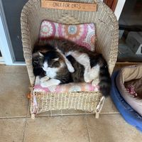 Two of the rescue cats! at Yurts in Cyprus in Simou