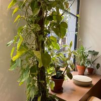  at Gosto Café in Madrid