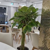  at Loving Hut - Real Love in Seoul