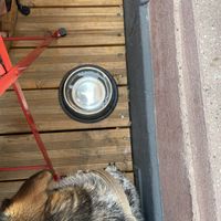   at Kiwi Corner  in Mainz