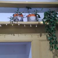 Inside the café (June 2025) at Hermit Crab Coffee in Machynlleth