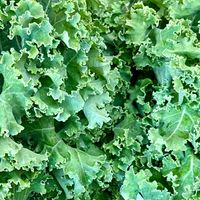  at Beech Hill Farm in Mount Desert Island