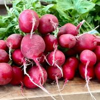  at Beech Hill Farm in Mount Desert Island