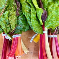  at Beech Hill Farm in Mount Desert Island