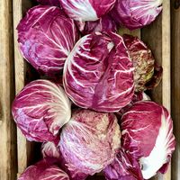  at Beech Hill Farm in Mount Desert Island