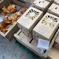 Oyster and lobster mushrooms  at Beech Hill Farm in Mount Desert Island