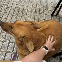   at El Michi del Puerto in Tenerife