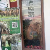 Supports elephant conservation   at V-Tribe in Chiang Mai