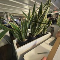 Inside  at Gelatone - Trattoria Pizzeria in Lestartit