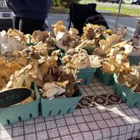   at Bar Harbor's Eden Farmers' Market in Bar Harbor