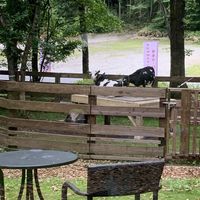 Goats!  at Alma Cafe - アルマカフェ in Nasu