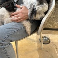 Dog friendly   at La Mère Germaine in Chateauneuf-du-pape