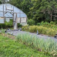  at La Colina Linda B and B Farm in Cobden