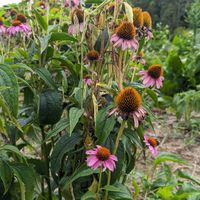  at La Colina Linda B and B Farm in Cobden