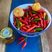  at Terraveg in Sao Paulo