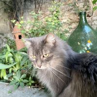 Yoko - one of the stars here  at La Cena di Pitagora in Ponte Nizza