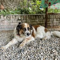 Beautiful soul Boris  at La Cena di Pitagora in Ponte Nizza