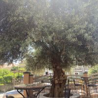 Beautiful old tree in the outdoor seating area.  at Seo Jeo in Budva