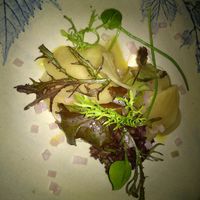 Chioggia Beetroot Slivers at Oak in Bath