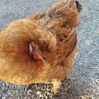  at Taverna Stomio in Crete