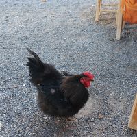  at Taverna Stomio in Crete