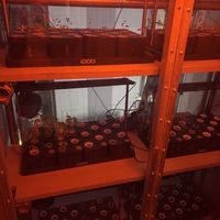 herbs being grown   at NEOShinjuku Atsushi in Tokyo