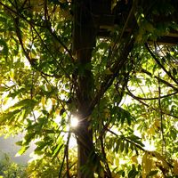 The entangled beauty. at The Stanford Inn by the Sea in Mendocino